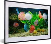 Fotolijst incl. Poster - Vissen in een aquarium - 40x30 cm - Posterlijst