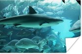 Grote haai in een aquarium poster 60x40 cm - Foto print op Poster (wanddecoratie woonkamer / slaapkamer)