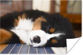 Poster Bouvier Berner mignon s'endort 90x60 cm - Tirage photo sur Poster (décoration murale salon / chambre) / Poster Animaux domestiques