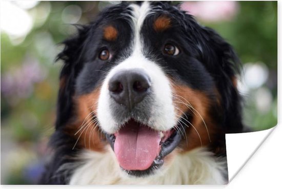 Vooraanzicht van het hoofd van de Berner Sennenhond Poster 120x80 cm - Foto print op Poster (wanddecoratie woonkamer / slaapkamer) / Huisdieren Poster