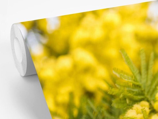 Papier peint photo en vinyle - Une fleur de mimosa jaune largeur 450 cm x hauteur 300 cm - Tirage photo sur papier peint (disponible en 7 tailles)