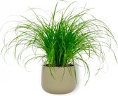 Kamerplant Cyperus Zumula – Kattengras - ± 20cm hoog – 12 cm diameter - in groene sierpot