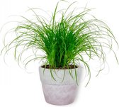 Kamerplant Cyperus Zumula – Kattengras - ± 20cm hoog – 12 cm diameter - in betonnen lila pot