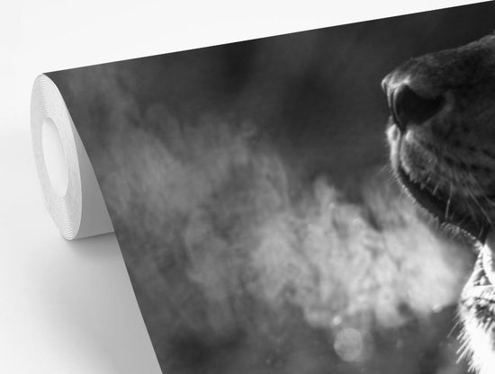 Papier peint Papier peint photo en vinyle - Lion rugissant largeur 390 cm x hauteur 260 cm - Tirage photo sur papier peint (disponible en 7 tailles)