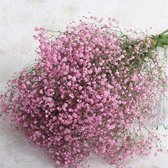 Gedroogde Gypsophila Decoratie voor binnenhuis -  - Roze