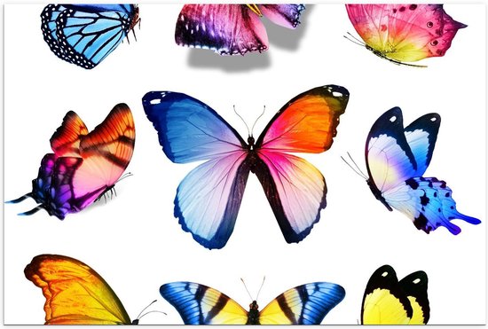 Poster - Kleurrijke Vlinders op Wit Blad - Foto op Posterpapier