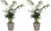 2x Kamerplant Chamaedorea – Mexicaanse Dwergpalm - ± 30cm hoog – 12 cm diameter - in zilveren pot