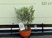 Olijfboom - Olea Europea - Winterhard - Pot ⌀ 20cm - Hoogte  ca. 75cm