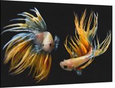 2 geel zwarte vissen - Foto op Canvas - 150 x 100 cm