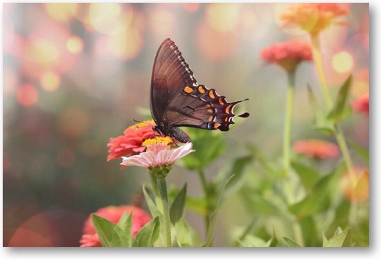 Petit papillon satyrium noir sur une fleur rose - toile 90x60 couchée - Animaux - nature - Fleurs