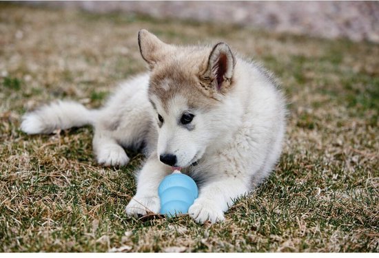 Een husky pup ligt in het gras en speelt met een blauwe KONG.