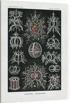 Tympanidium - Stephoidea (Kunstformen der Natur), Ernst Haeckel - Foto op Canvas - 30 x 40 cm