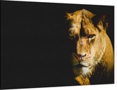Leeuwin op zwarte achtergrond - Foto op Canvas - 90 x 60 cm