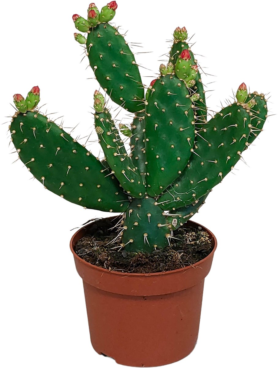 Opuntia quitensis 12 cm