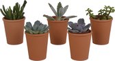 Vetplanten mix 5.5 cm in terracotta pot | 5 stuks