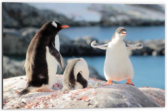 Dibond - Dansende Pinguïns op Rotsen - 60x40cm Foto op Aluminium (Wanddecoratie van metaal)