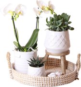 Complete Plantenset All White | Groene planten set met witte Phalaenopsis Orchidee en incl. keramieken sierpotten en accessoires