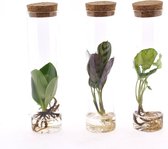 Kamerplanten van Botanicly – 3 × Ctenanthe incl. designe glas als set – Hoogte: 20 cm – Ctenanthe Burle Marxii