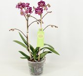 Orchidee van Botanicly – Vlinder orchidee – Hoogte: 35 cm, 1 tak – Phalaenopsis multiflora Selina