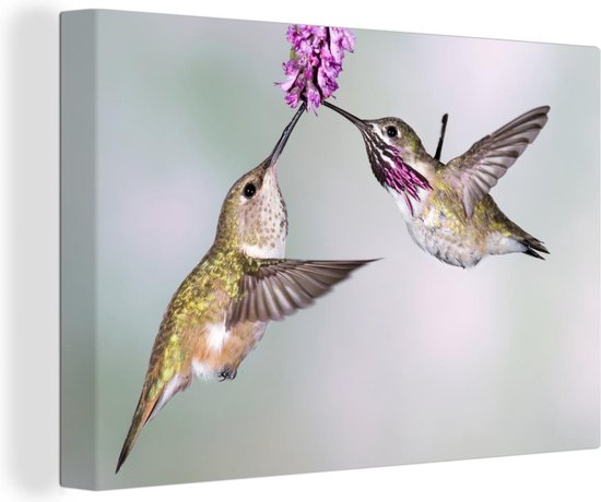 Deux colibris calliope côte à côte Toile 120x80 cm - Tirage photo sur toile...  | bol.com