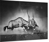 Vechtende Gemsbokken - Foto op Plexiglas - 90 x 60 cm