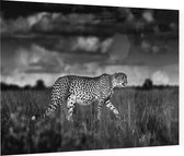 Jagende Cheetah - Foto op Plexiglas - 90 x 60 cm