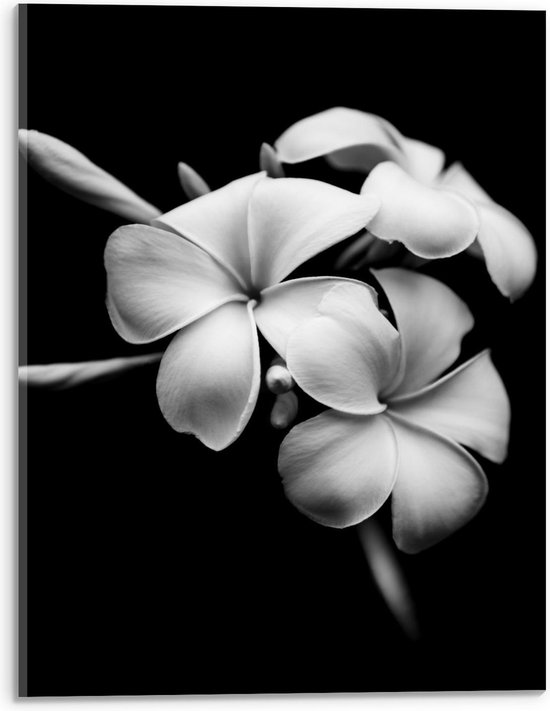 Acrylglas - Donkere Achtergrond bij Witte Bloemen - 30x40cm Foto op Acrylglas (Wanddecoratie op Acrylglas)