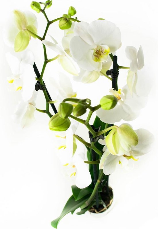 Phalaenopsis