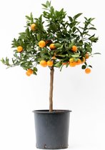 Citrus Calamondin – ↨ 80cm – ⌀ 22cm