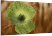 Peinture sur toile Poppy | Marron, vert, noir | 120x70cm 1Hatch