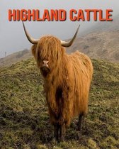 Highland Cattle