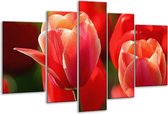 Glasschilderij Tulpen - Rood, Wit, Zwart - 170x100cm 5Luik - Foto Op Glas - Geen Acrylglas Schilderij - 6000+ Glasschilderijen Collectie - Wanddecoratie