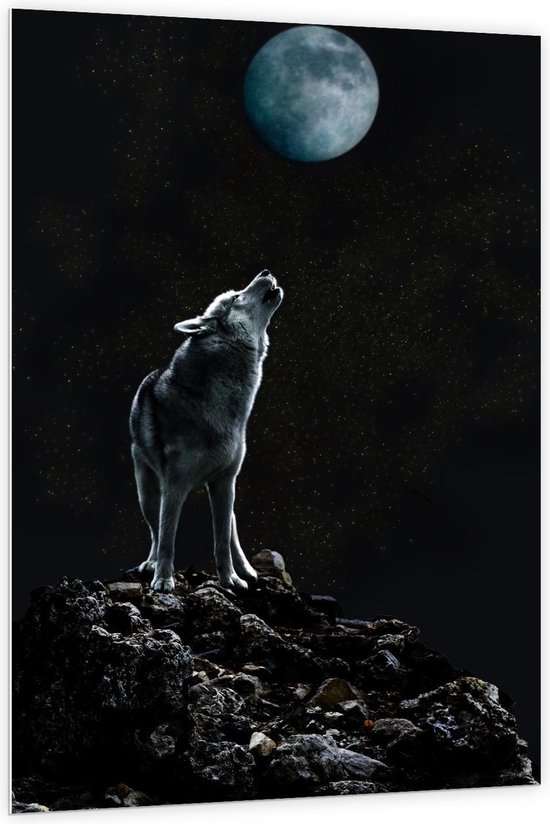 Forex - Huilende Wolf bij Maan op Rots - 100x150cm Foto op Forex