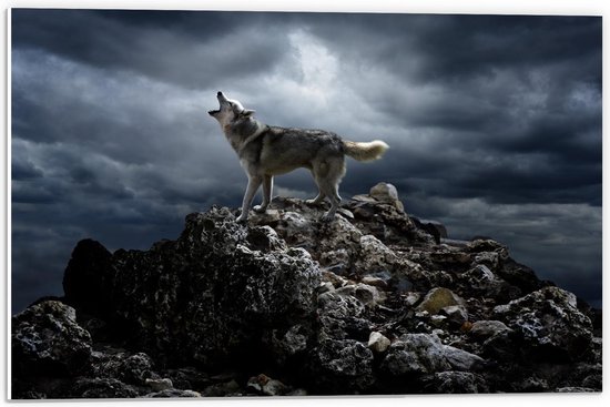 Forex - Huilende Wolf op Rots - 60x40cm Foto op Forex