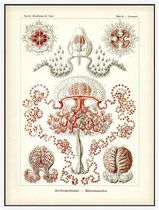 Gemmaria - Anthomedusae (Kunstformen der Natur), Ernst Haeckel - Foto op Akoestisch paneel - 120 x 160 cm