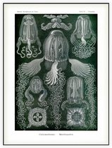Charybdea - Cuhomedusae (Kunstformen der Natur), Ernst Haeckel - Foto op Akoestisch paneel - 90 x 120 cm