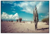 Cactus in de droge woestijn - Foto op Akoestisch paneel - 90 x 60 cm