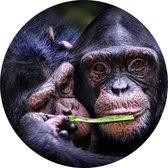 Chimpansee schattig koppel - Foto op Behangcirkel - ⌀ 40 cm