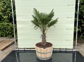 Palmboom - Trachycarpus fortunei in wijnvat - Chinese Waaierpalm - Winterhard - Pot ⌀ 50cm - Hoogte  170-190cm
