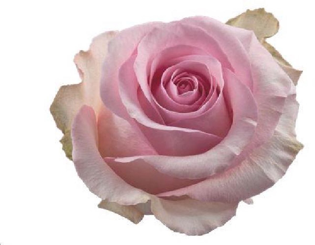 25x Rosa novia 60cm