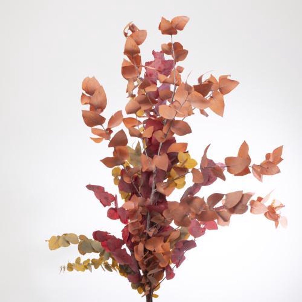 10x Dc eucalyptus stuart.herfst gestabiliseerd 70cm