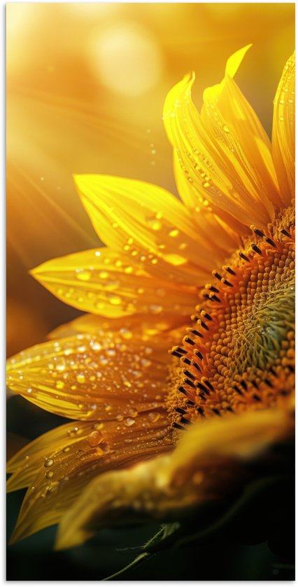Poster 80x160 cm - Zonnebloem - Dauwdruppels - Geel - Zonlicht - Posters - Kamer decoratie - Wanddecoratie woonkamer - Muurdecoratie slaapkamer