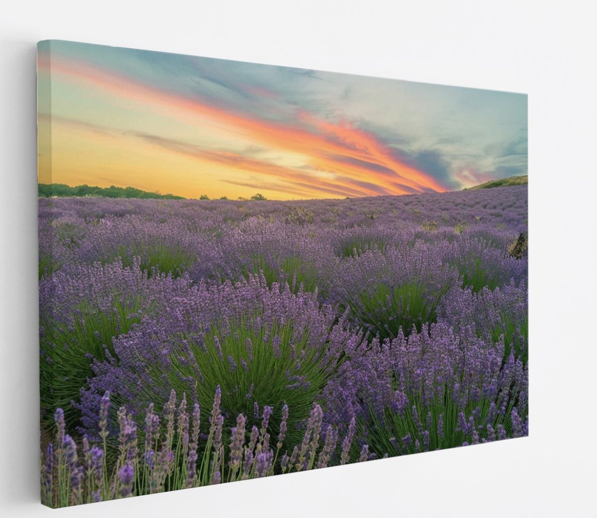 Saammp Canvas Schilderij - Lavendel planten - Bloemen - Landschap - Natuur - 40x30 - Foto op canvas - Wanddecoratie - Muurdecoratie Woonkamer - Slaapkamer decoratie - Canvas Print Multicolor