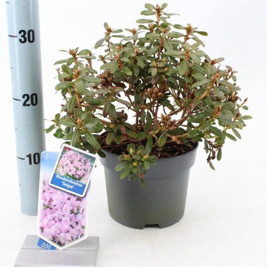 Plants Online - Tuinplanten - Heesters - Set van 1 - Rhododendron ...