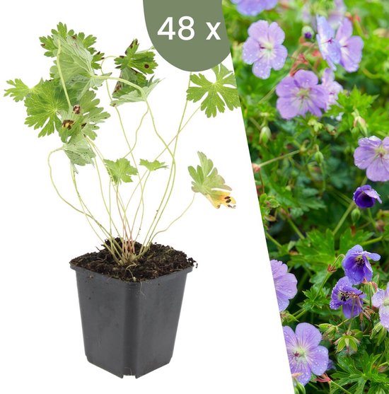 Hepatica nobilis (Leverbloempje) - Vaste Tuinplanten