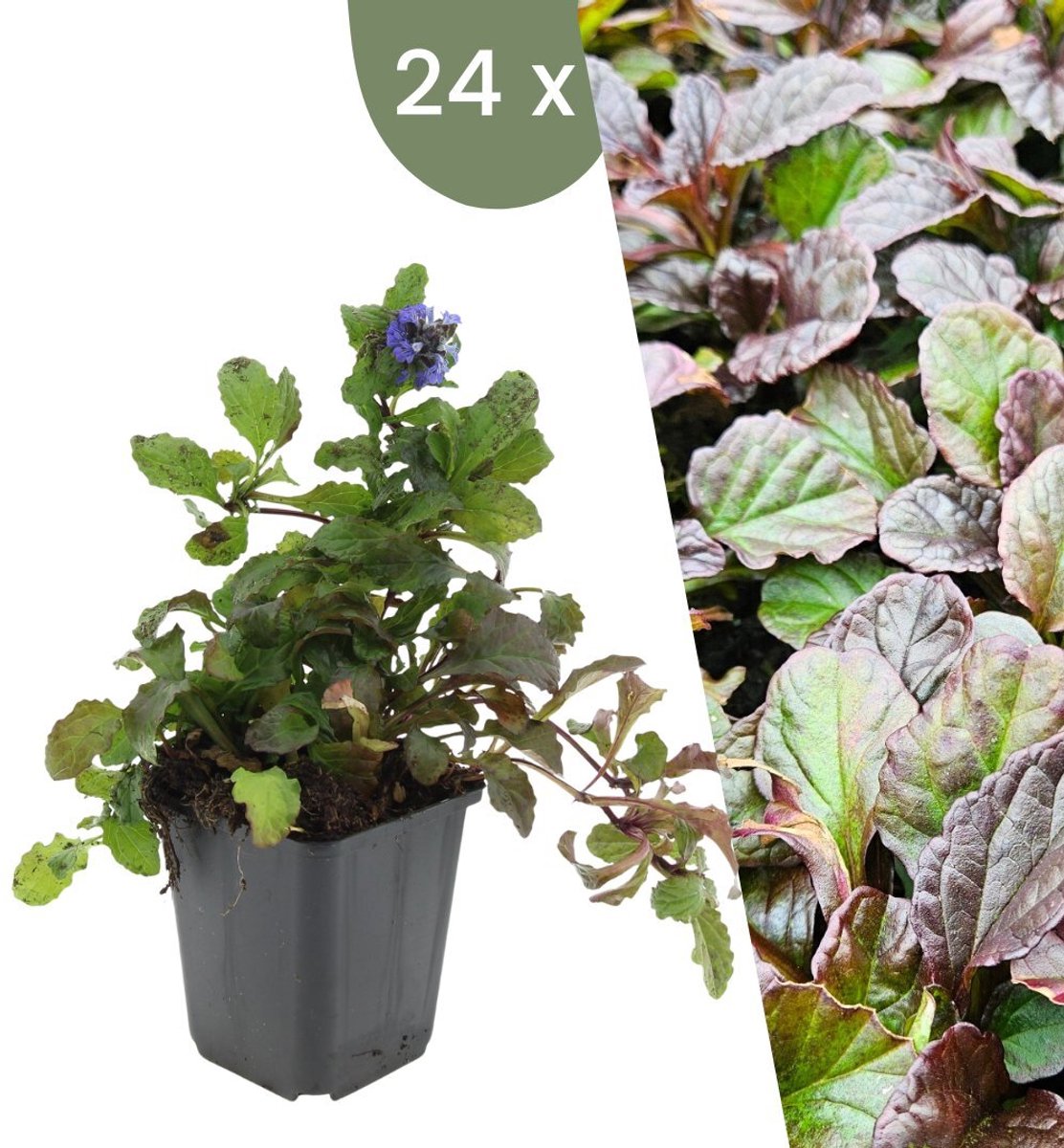 Plants by Frank | 24 Kruipend zenegroen planten | Ajuga reptans | bodembedekkers Winterhard | Winterharde planten voor de tuin | Winterharde vaste planten | Winterharde tuinplanten