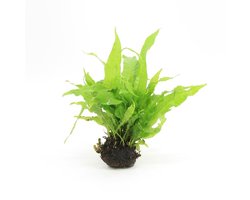 Moerings Aquariumplanten - Lavasteen met microsorum pteropus