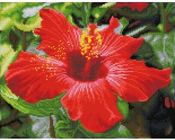Full Diamond Painting Volwassenen Met Lijst/Frame - Hobby - Volledig Pakket - Vierkante Steentjes - DQK8.018 Diamond Dotz® - Hibiscus bloem 32 x 41cm