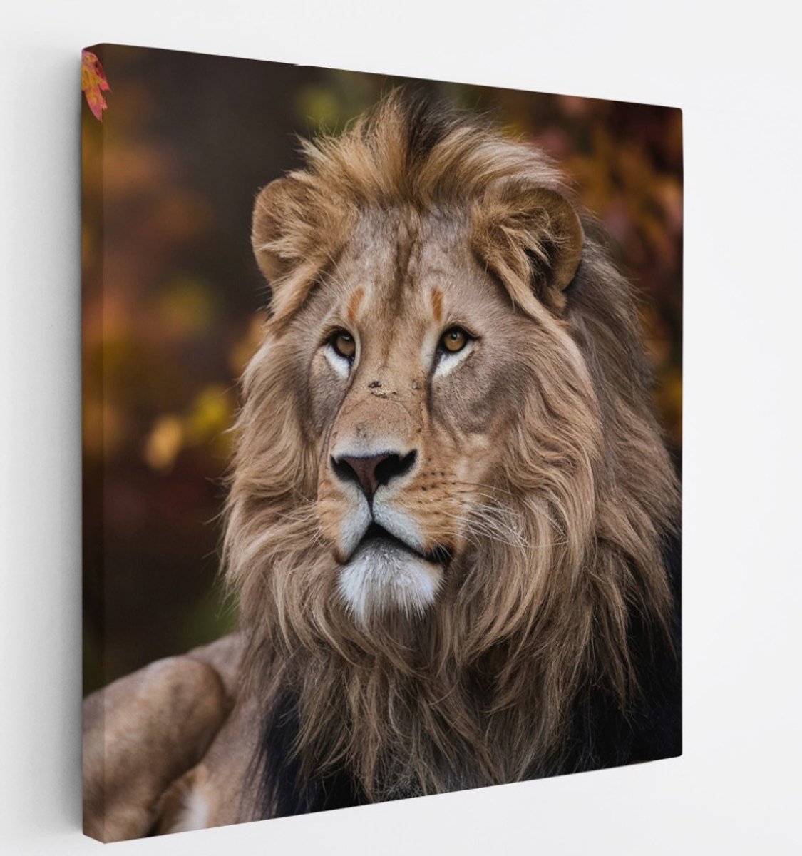 Saammp Canvas Schilderij - Leeuw tussen de herfst bladeren - Dieren - Natuur - 60x60 - Foto op canvas - Wanddecoratie - Muurdecoratie Woonkamer - Slaapkamer decoratie - Canvas Print Multicolor