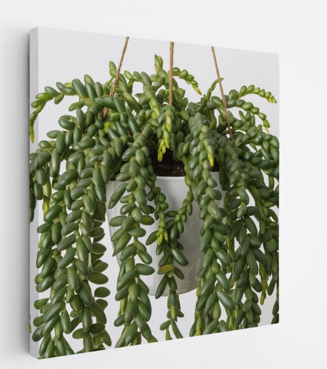 Saammp Canvas Schilderij - Hangplant Vetplant - Natuur - Abstract - 40x40 - Foto op canvas - Wanddecoratie - Muurdecoratie Woonkamer - Kantoor Decoratie Multicolor